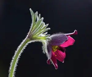 Pasque: Common Pasque Flower / Pasqueflower / Dane's Blood May