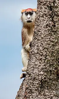 Bark: Common patas monkey (Erythrocebus patas) is sitt