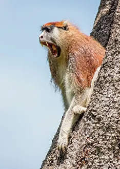 Bark: Common patas monkey (Erythrocebus patas) is sitt