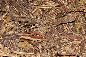 Nyctidromus: Common Pauraque