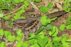 Nightjar: Common Pauraque