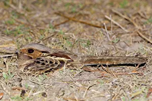 Animais: Common Pauraque