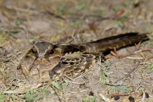 Animais: Common Pauraque