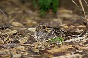 Nyctidromus: Common Pauraque nest