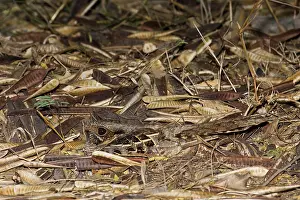 Nyctidromus: Common Pauraque - in nest