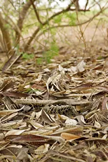 Nyctidromus: Common Pauraque - in nest