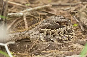 Hidden: Common Pauraque - roosting during the daytime