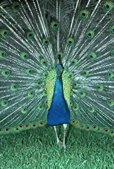 Peacock: Common PEACOCK / PEAFOWL - male displaying