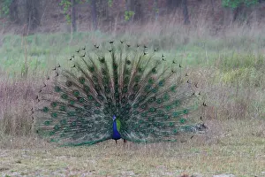 Peafowls: Common Peacock / Peafowl - male displaying tail plumage