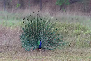 Peafowls: Common Peacock / Peafowl - male displaying tail plumage