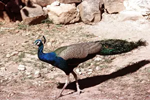Maureen Brown: Common PEACOCK / PEAFOWL - male, side view