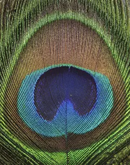Photomicrography: Common Peafowl Feather