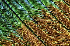 Photomicrography: Common Peafowl Feather