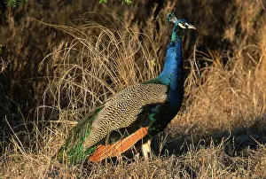 Pavo: Common Peafowl (Pavo cristatus)