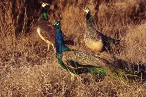 Diego: Common Peafowl (Pavo cristatus)