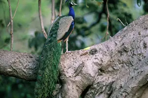 Ranthambhore: Common Peafowl (Pavo cristatus)