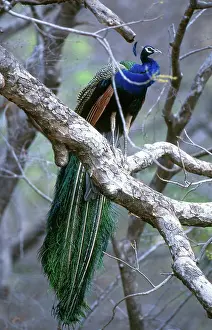 Ranthambhore: Common Peafowl (Pavo cristatus)