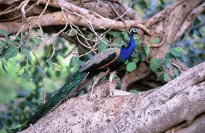 Ranthambhore: Common Peafowl (Pavo cristatus)