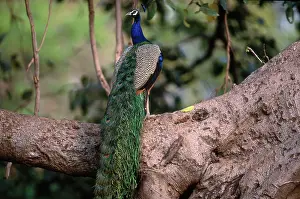 Ranthambhore: Common Peafowl (Pavo cristatus)