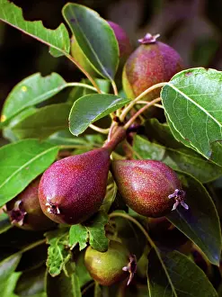 Pears: Pears