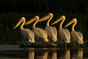 Estuary: Common pelican (Pelecanus onocrotalus) Danube Delta