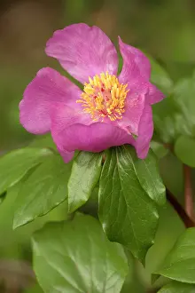 Mascula: Common Peony in flower
