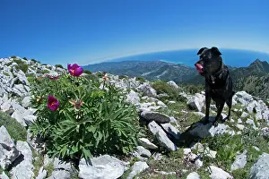Pieces: Common peony flower and dog - ligurian alps Italy
