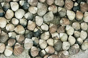 Periwinkle: Common Periwinkle