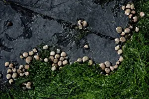 Periwinkle: Common Periwinkle - grazing on algae at low tide