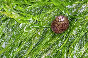Periwinkle: Common Periwinkle - on Gutweed - UK