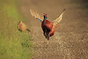 Rituals: Common Pheasant
