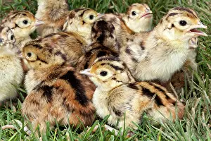 Phasiianus: Common Pheasant