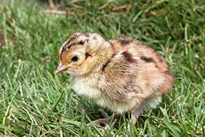 Phasiianus: Common Pheasant