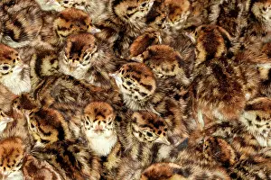 Perdix: Common Pheasant