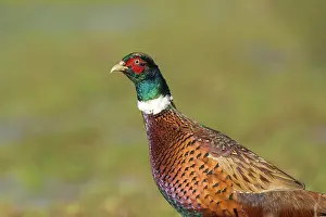 Inlaag: Common Pheasant