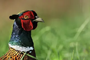 Frontview: Common Pheasant