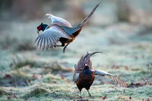 Ashdown: Common Pheasant