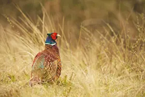 Colchicus: Common Pheasant
