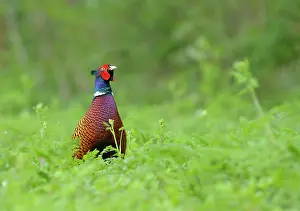Colchicus: Common Pheasant