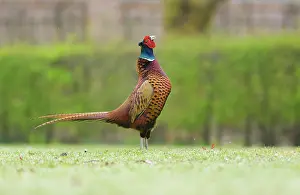 Colchicus: Common Pheasant