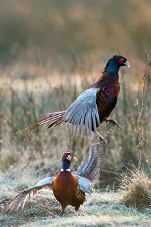 Colchicus: Common Pheasant