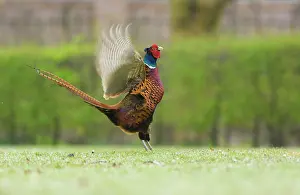 Colchicus: Common Pheasant