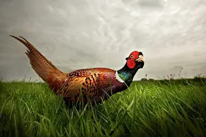 Colchicus: Common Pheasant
