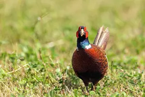 Adulte: COMMON PHEASANT