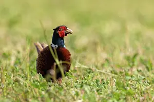 Adulte: COMMON PHEASANT