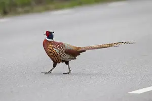 191217: Common Pheasant - adult cock crossing road - Germany