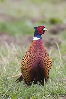 Cocks: Common Pheasant - adult cock - Germany