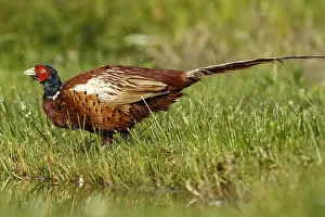 Sctoland: Common Pheasant - adult male on lake shore - Sctoland