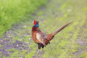 Gamebird: Common Pheasant cock