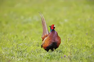 Gamebird: Common Pheasant cock